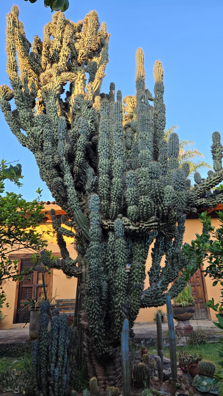 Cactus, Pátzcuaro