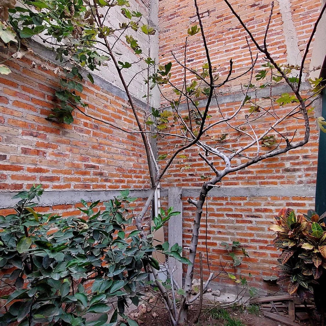 Higuera en invierno