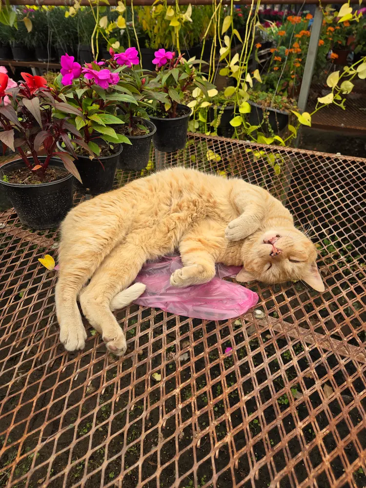 Favorite cat in 2025