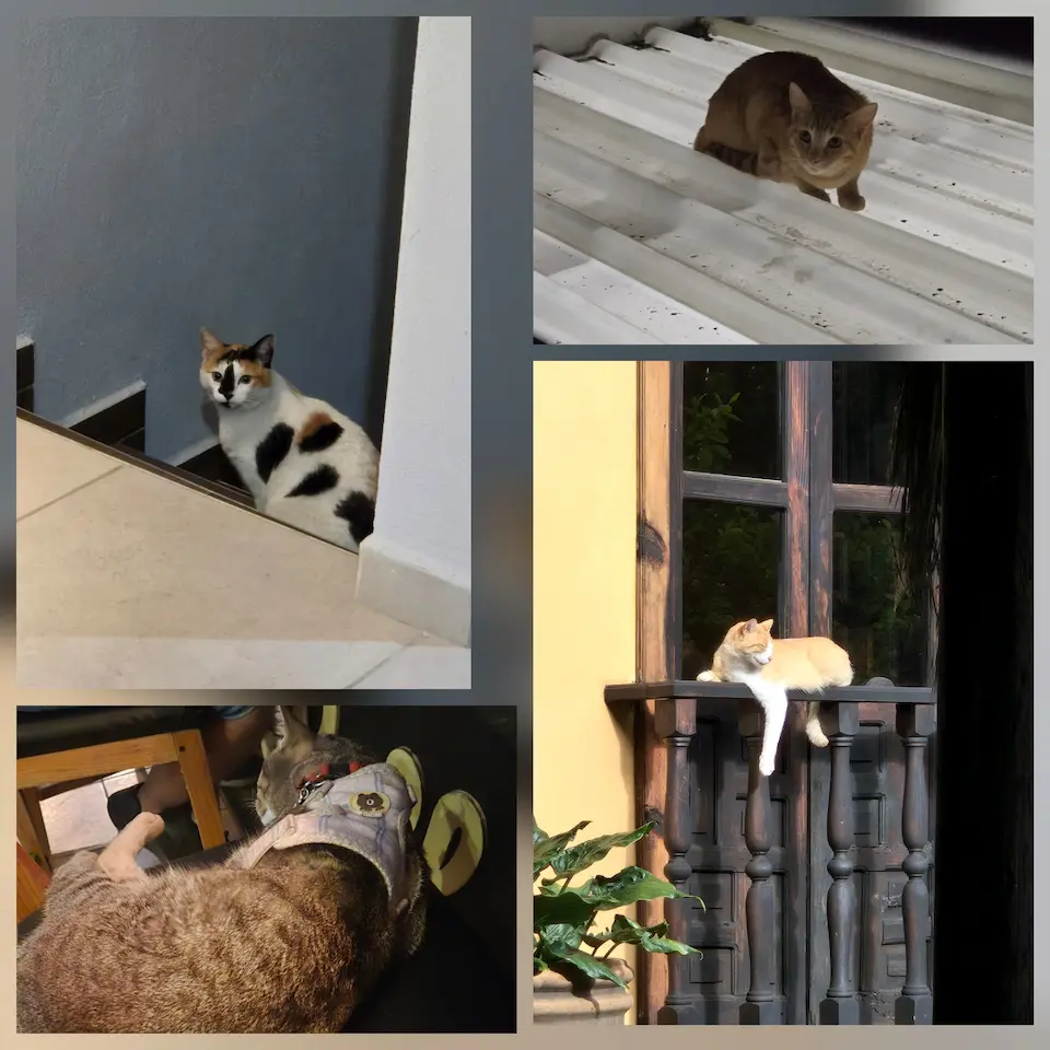 In 2025, I saw a few cats