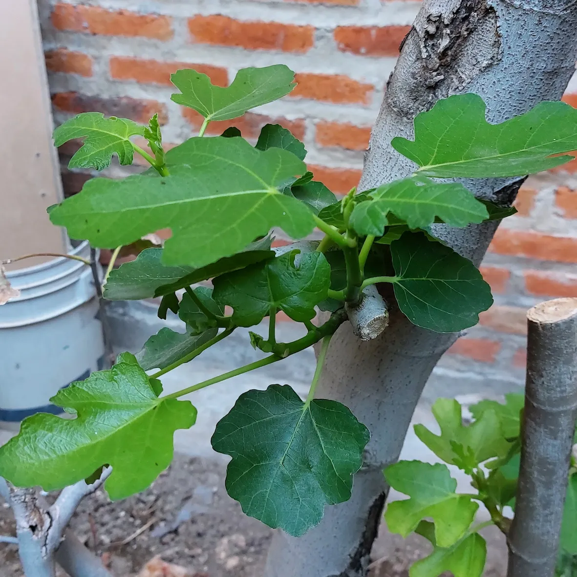 Hojas de higuera retoñando