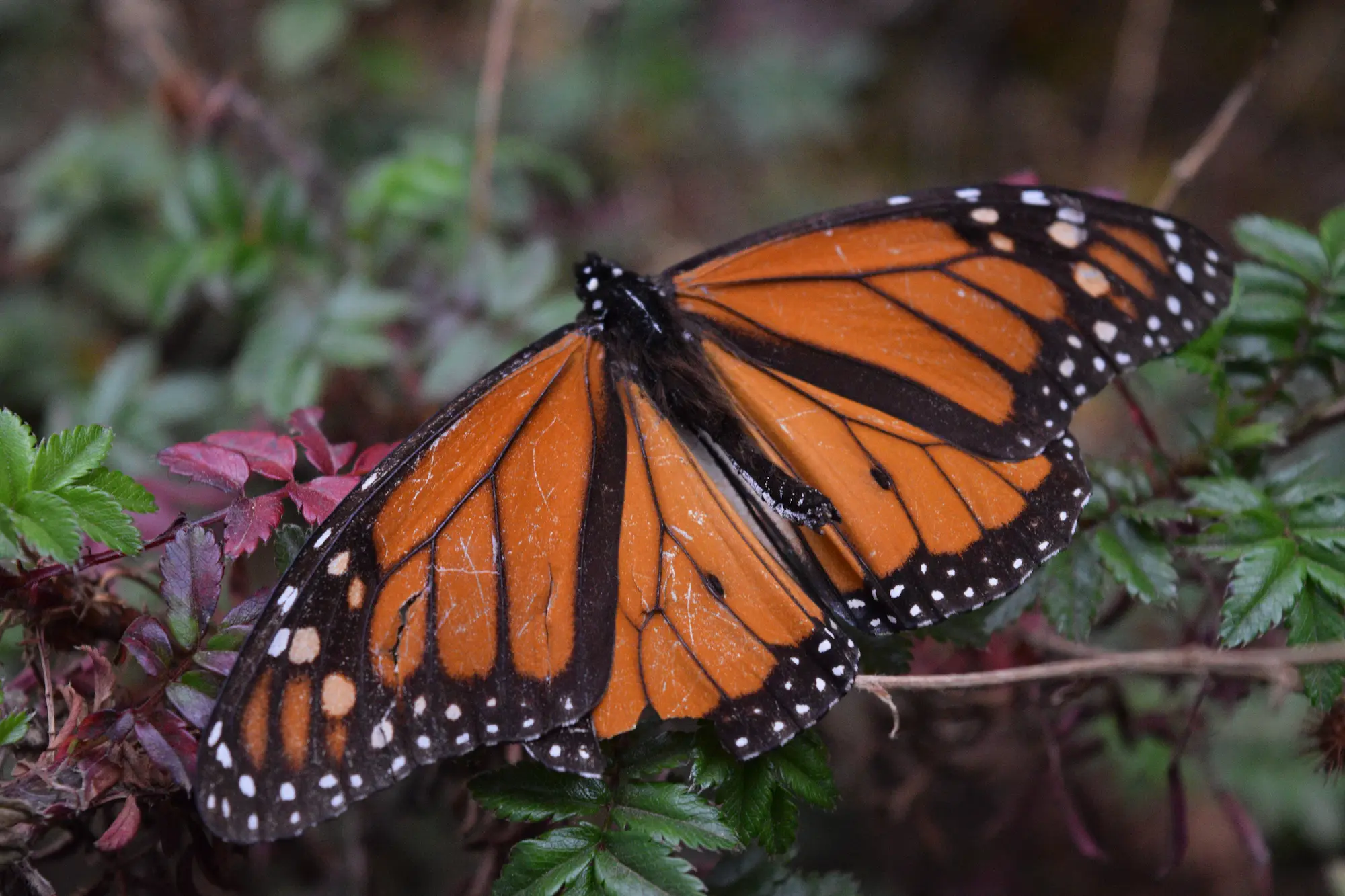 Day 009 - Monarch butterfly