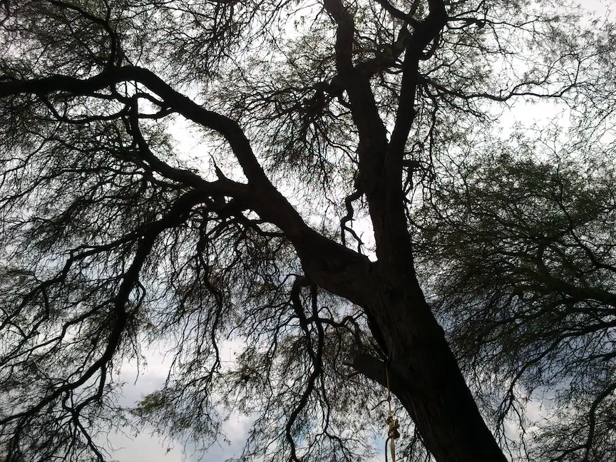 Day 014 - Under a tree